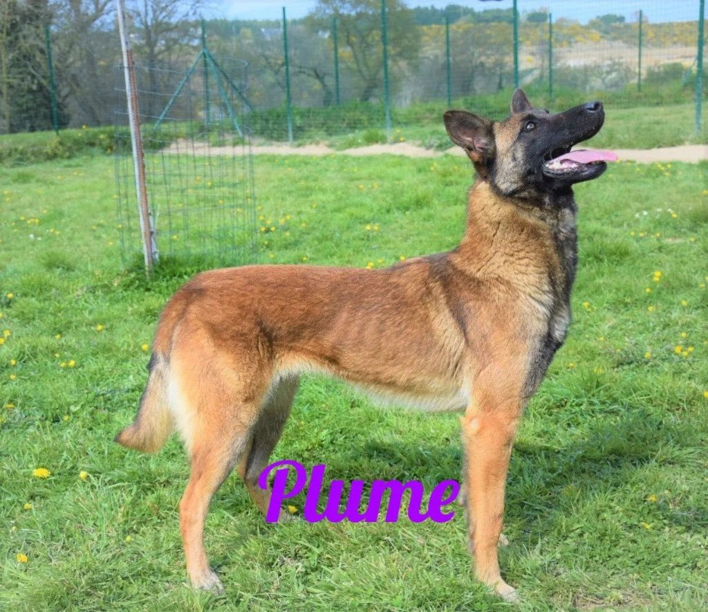 Plume Des souverains de lorraine